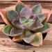 see more listings in the Medium Plants section