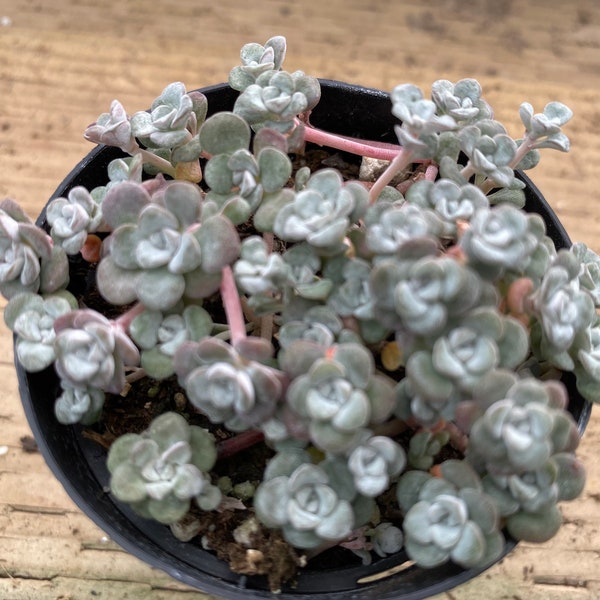 Small Succulent Plant Sedum "Capo Blanco". A low growing plant of tiny white flowers.