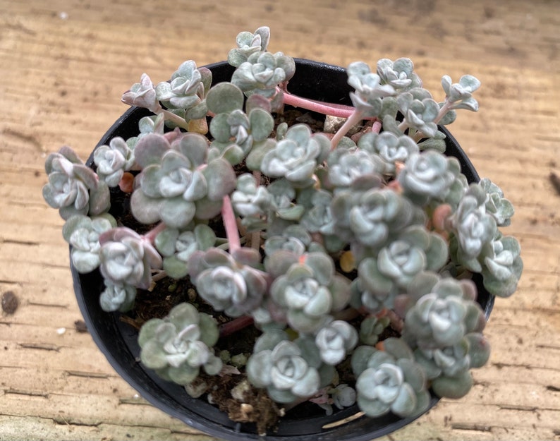 Small Succulent Plant Sedum Capo Blanco. A low growing plant of tiny white flowers. image 1