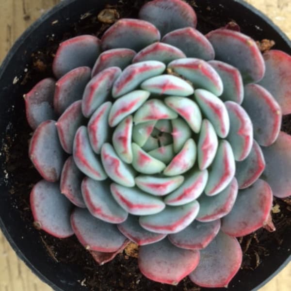 Succulent Plant. Small Echeveria Minima. A miniature Echeveria that produces many additional plants. A green/blue rosette.