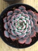 Succulent Plant. Small Echeveria Minima. A miniature Echeveria that produces many additional plants. A green/blue rosette. 