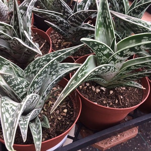 Large Succulent Plant. Partridge Breast Aloe Bild 2