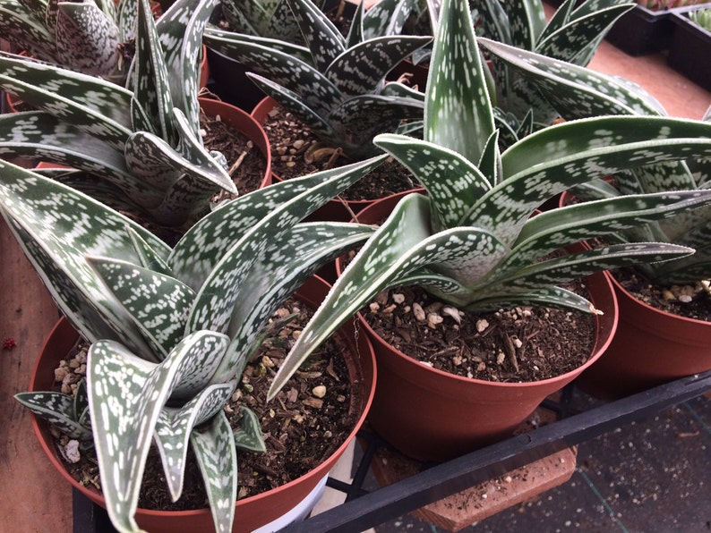 Large Succulent Plant. Partridge Breast Aloe Bild 2