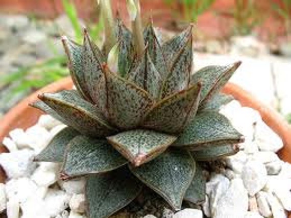 Succulent Plant Large Cotyledon Mint Truffles PPAF. Beautiful Shape and  Coloring Make This a Terrific Plant. 