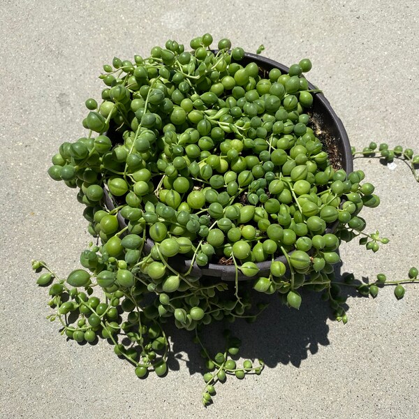 Mature Succulent Plant. String of Pearls.  Senecio Rowleyanus. Made for  hanging baskets and trailing bouquets.