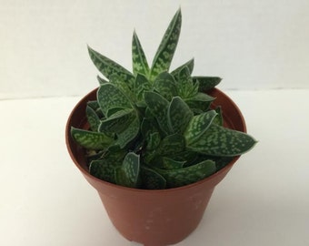 Medium Succulent Plant Gasteraloe "Little Warty"