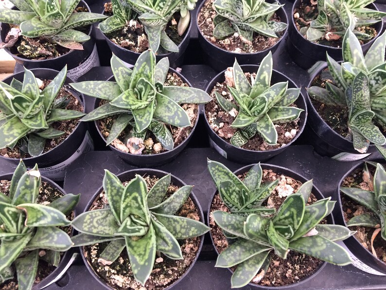 Succulent Plant. Small Dwarf OxTail. Beautiful deep green