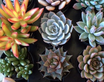 Eight Small Succulent Plants.  You Choose 8.