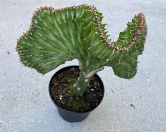 Cactus Plant Large Green Euphorbia Lactea Cristata. Wavy, fan shaped branches.  Very different shape and green coloring.