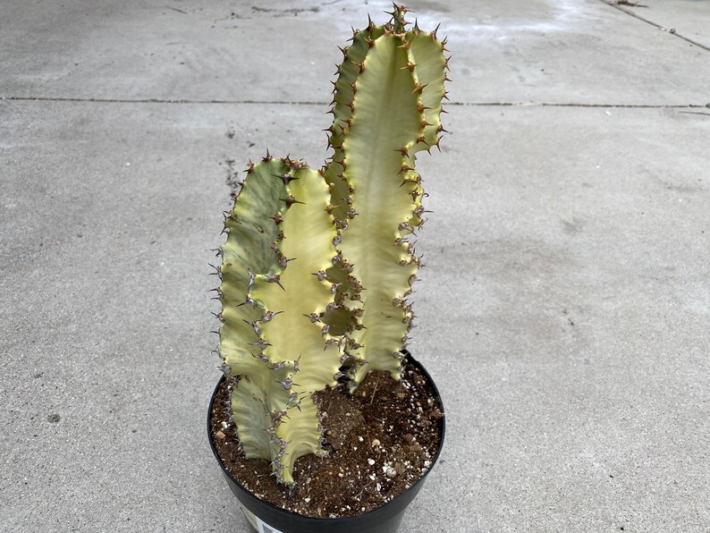 Cactus Plant African Golden Candelabra Tree. A Beautiful Etsy