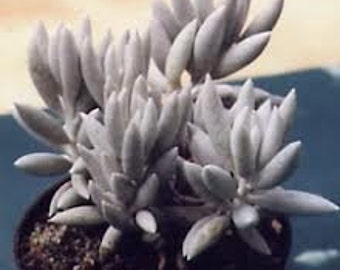 Small Succulent Plant. Senecio Cocoon Plant or Haworthii