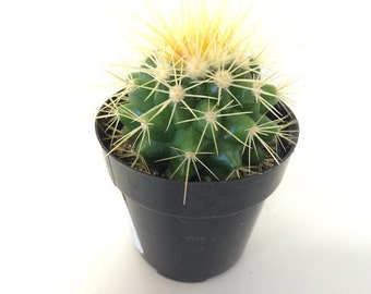 Small Cactus Plant. The Golden Barrel Cactus is a spherical shaped cactus.