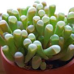 Small Succulent Plant. Baby Toes  “toes” look like they have eyeballs on top of them. Sprout pretty white & yellow flowers.