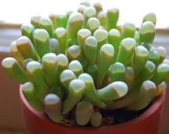 Small Succulent Plant. Baby Toes  “toes” look like they have eyeballs on top of them. Sprout pretty white & yellow flowers.