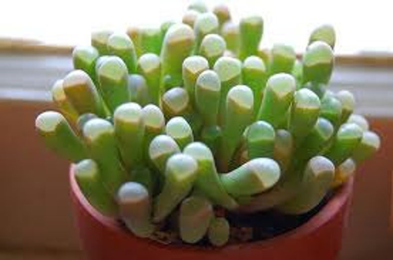 Small Succulent Plant. Baby Toes toes look like they have eyeballs on top of them. Sprout pretty white & yellow flowers. image 1