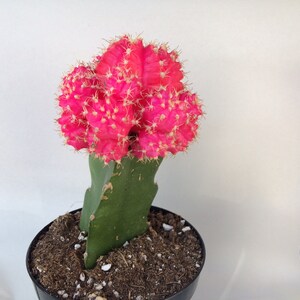 Small Cactus Plant. Grafted Moon Cactus. Bright pink color adds beauty to your garden. image 2