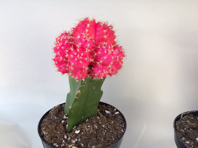 Small Cactus Plant. Grafted Moon Cactus. Bright pink color adds beauty to your garden. image 2