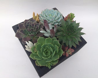 Succulent Plant. - Complete, beautiful succulent arrangement shipped completely planted in an Black Rustic Wood Planter.