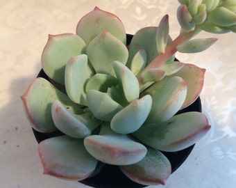 Small Succulent Plant. Graptoveria "Moonglow" Succulent. Pale green rosettes tipped in shades of pale pink. Offsets quickly.