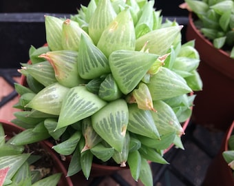 Medium Succulent Plant Haworthia Cooperi var Truncata. A beautiful glossy plant that resembles grape clusters.