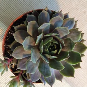 Medium Succulent Plant Hen's and Chicks Sempervivum Pacific Blue Ice image 3