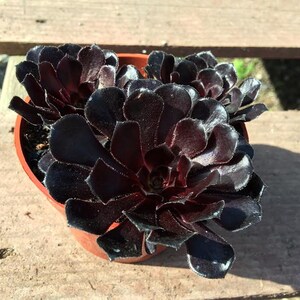 Medium Succulent Plant. Black Rose Zwartkop. Deep purple coloring of this beautiful rosette is almost black. image 2