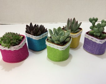 Succulent Plants.70  Gorgeous Favors with Succulent Plants, Pots with Glam Ribbon and White Lace.