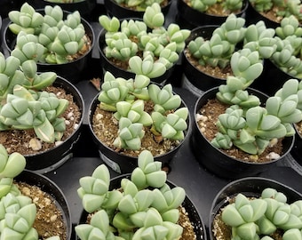 Small Succulent Plant Beads Lampranthus. A unique little succulent made up of bead-like leaves.