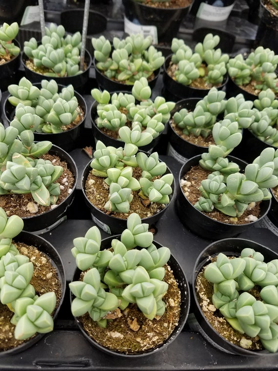 Plantes sous Cloche  Mini kit terrarium succulente vert et blanc