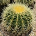 see more listings in the Cactus section