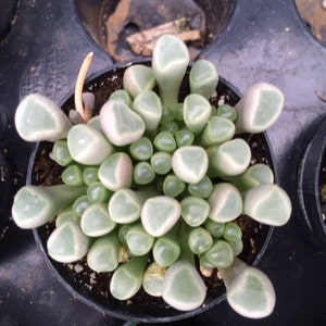 Small Succulent Plant. Baby Toes toes look like they have eyeballs on top of them. Sprout pretty white & yellow flowers. image 4