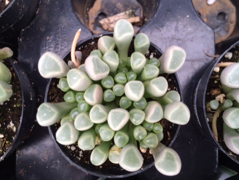 Small Succulent Plant. Baby Toes toes look like they have eyeballs on top of them. Sprout pretty white & yellow flowers. image 4