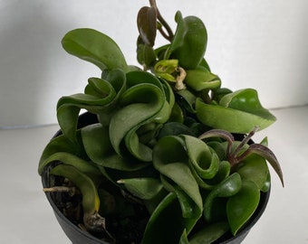Succulent Plant Medium  Green Hindu Indian Rope Hoya. An intriguing twisting plant with intriguing blooms.
