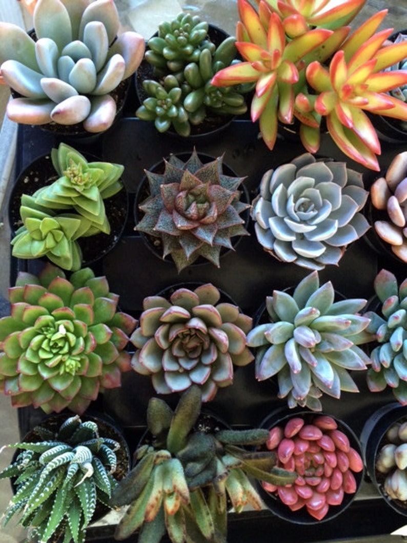 from the small plant section of my shop. You choose 10 plants in pots Ten Small Succulent Plants