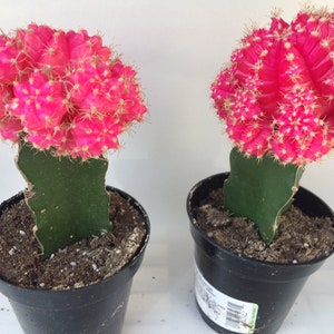 Small Cactus Plant. Grafted Moon Cactus. Bright pink color adds beauty to your garden. image 7