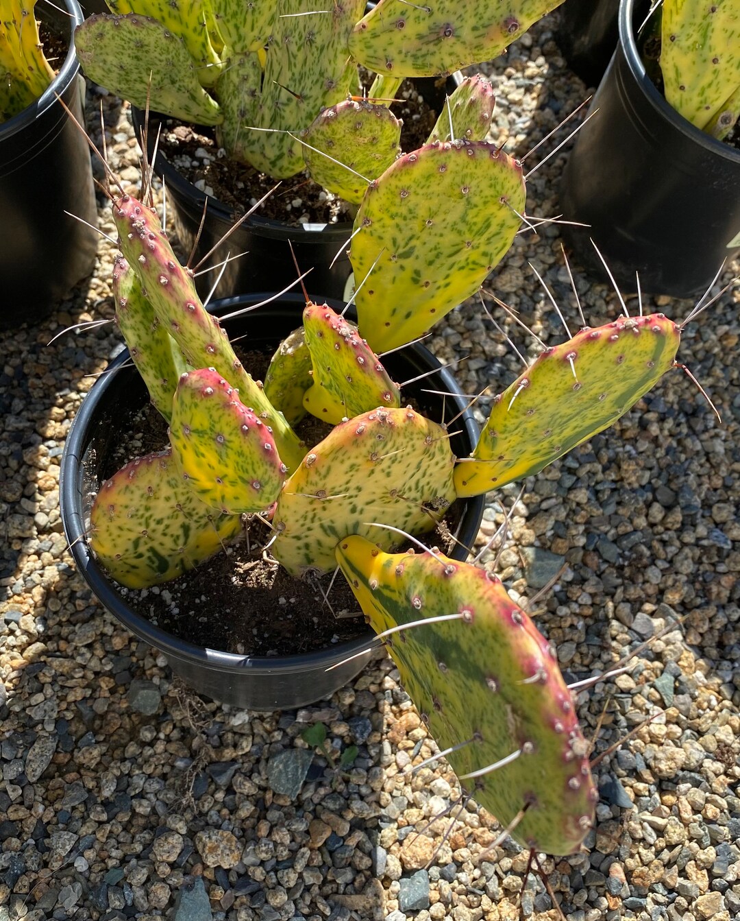 Cactus Plant Mature Opuntia 'sunburst'. Beautifully Etsy