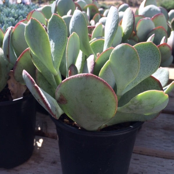 Succulent Plant Large Silver Dollar Jade large, rounded silvery blue leaves with red margins grows pinkish white star shaped flowers.