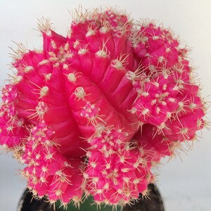 Small Cactus Plant. Grafted Moon Cactus. Bright pink color adds beauty to your garden. image 1