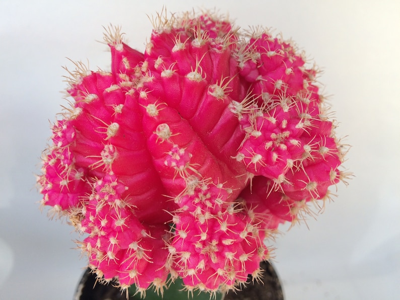 Small Cactus Plant. Grafted Moon Cactus. Bright pink color adds beauty to your garden. image 1