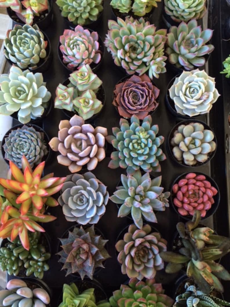 from the small plant section of my shop. You choose 10 plants in pots Ten Small Succulent Plants