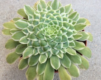 Medium Succulent Plant Aeonium 'Emerald Ice'. A beautiful Aeonium Hybrid.