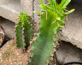 Cactus Plant Chocolate Drop Candelabra Tree. A beautiful specimen for Southwest style gardens.