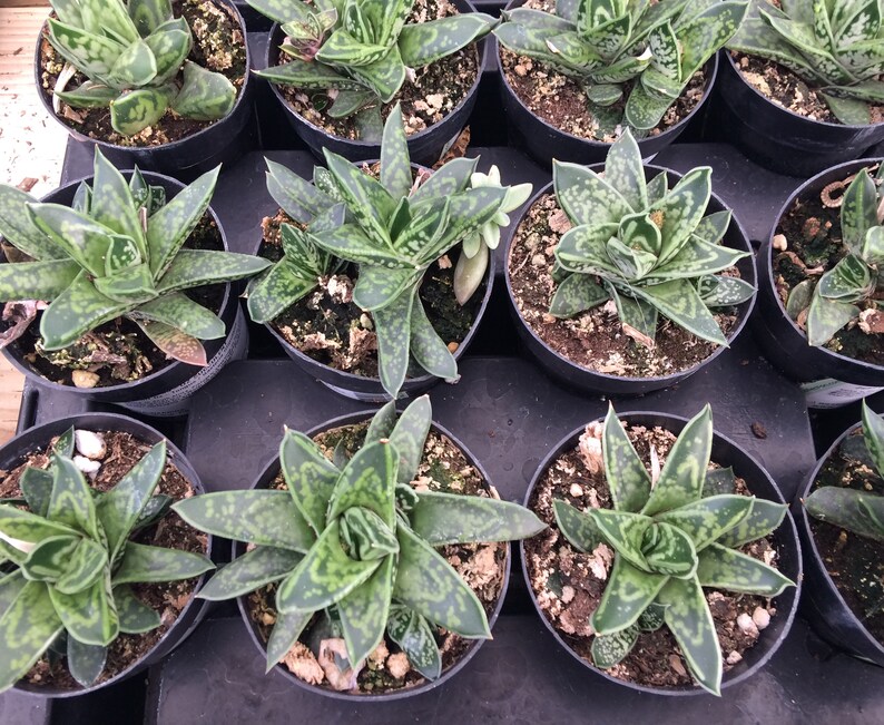 Succulent Plant. Small Dwarf OxTail. Beautiful deep green