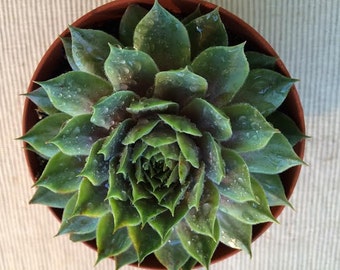 Medium Succulent Plant Hen's and Chicks Sempervivum Kalinda