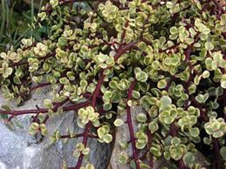 Two Medium Succulent Plants. Two Rainbow Elephant Bush. Interesting tri-coloring. image 2