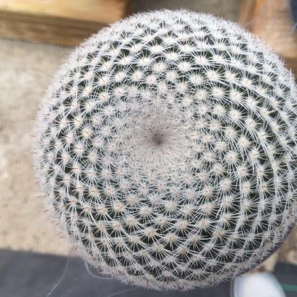 Cactus Plant Medium Mammillaria Eleganz. A beautiful, geometric design of spines is very unique.