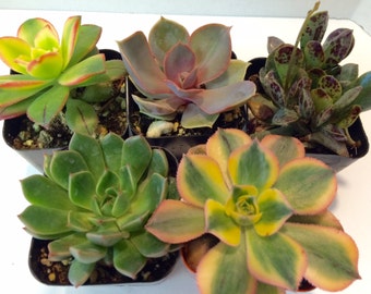 Small Succulent Plant Assortment. Available as a single plant, two or three plants.