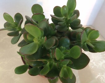 Medium Succulent Plant. Medium Compact Mini Jade Compacta. Beautifully colored mini jade plant. Deep green with burgundy edged leaves.