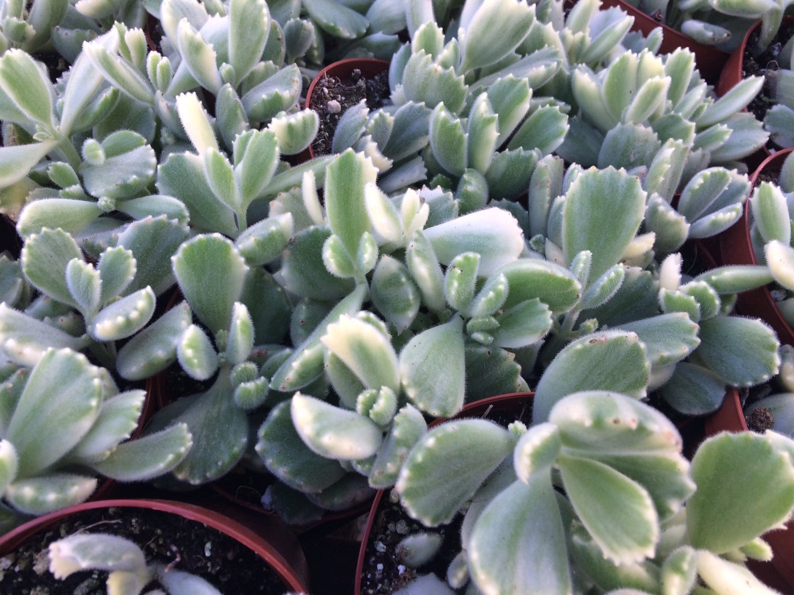 bear paw succulent singapore bear paw succulent singapore
