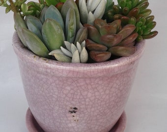 Succulent Plant Medium Succulent Arrangement in a Violet/Pink Crackle Ceramic Planter with Attached Drip Saucer.